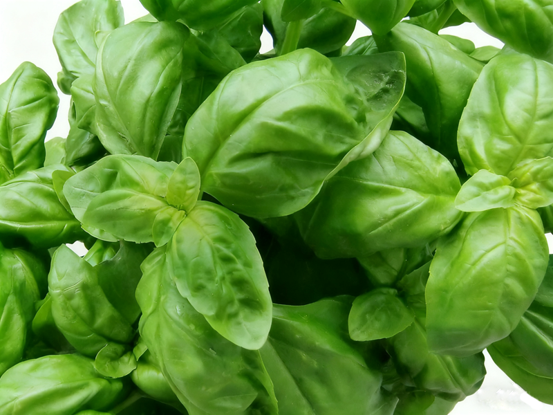 leaves_green_color1.png